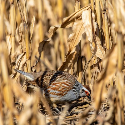 Red-winged Francolin in Corn Field
