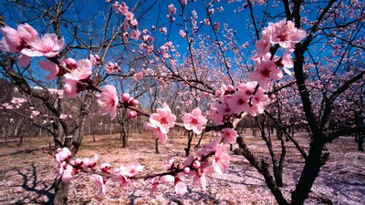 Pink Peach Blossoms on Branches
