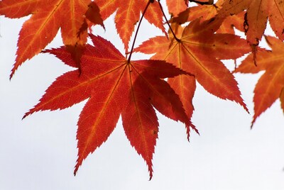 Red Japanese Maple Leaves