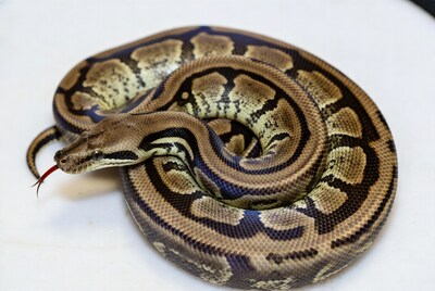 Ball Python coiled on white background