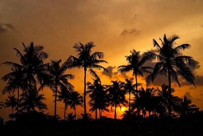 Silhouette Palm Trees at Sunset