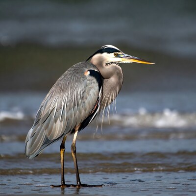 Great Blue Heron standing in water