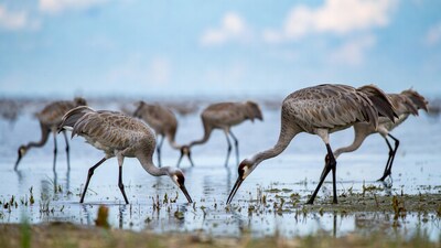 Sandhill Cranes Foraging in Shallow Water