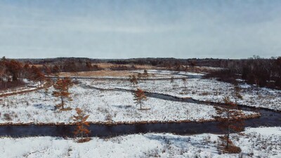 Winter Bog with Orange Trees and Stream