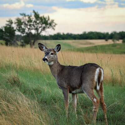 Doe standing in grassy field