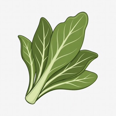 Bok Choy Clipart Illustration