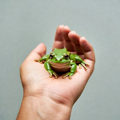 Green frog in human hand