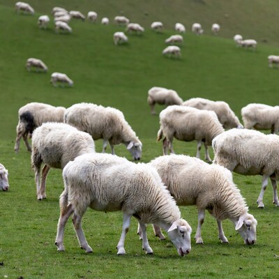 Sheep grazing on green hillside