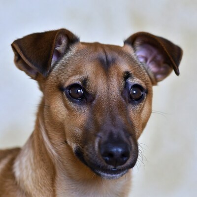 Close-up brown dog portrait