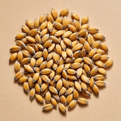 Sorghum Grains in Circular Pile