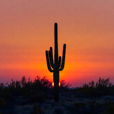 Saguaro Cactus at Sunset