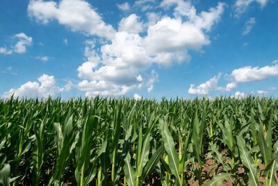 Corn Field Under Blue Sky