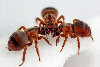 Close-up of ants on white background