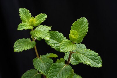 Fresh Mint Leaves with Dew Drops