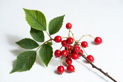 Red berries with green leaves