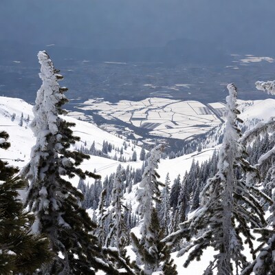 Snowy Pine Trees Over Winter Valley
