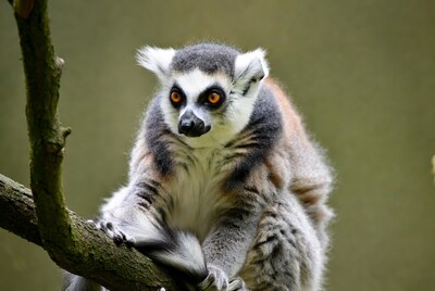 Ring-tailed lemur on tree branch