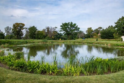 Pond with reeds and trees
