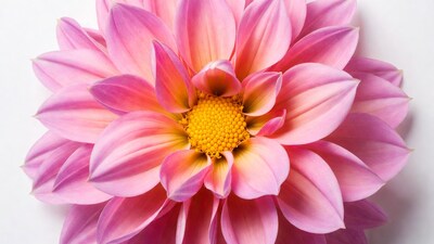 Pink Dahlia Flower on White Background