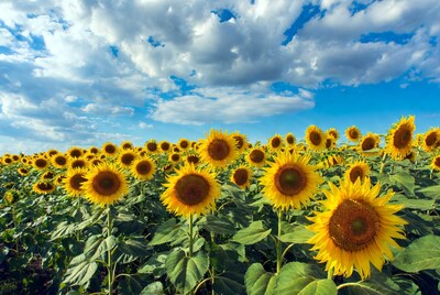 Sunflower Field Under Blue Sky