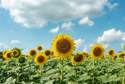 Sunflower Field Under Blue Sky