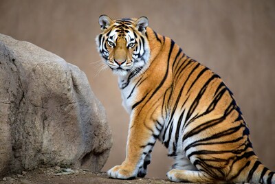 Tiger sitting by rock