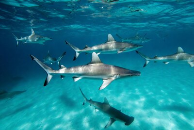 School of Hammerhead Sharks Underwater