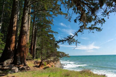 Redwood Trees on Coastal Cliff