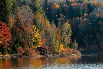 Autumn Forest Reflecting in Lake