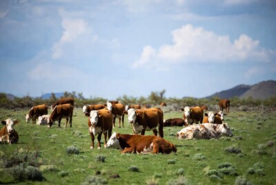 Herd of Hereford cows grazing grass