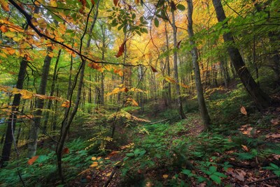 Autumn Forest with Vibrant Yellow Orange Trees
