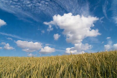 Golden wheat field under blue sky