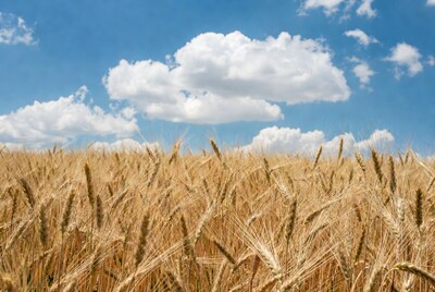 Golden Wheat Field Under Blue Sky