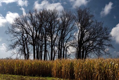Bare Trees Silhouettes Over Corn Field