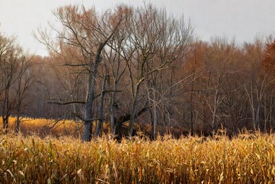 Autumn Trees Over Golden Corn Field