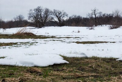 Snowy Field with Reeds and Bare Trees