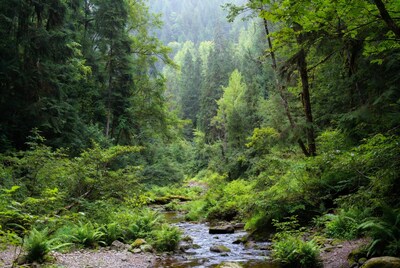 Forest Stream Flowing Through Lush Trees