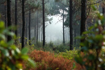 Misty Pine Forest with Foreground Ferns