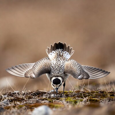 Semipalmated Plover spreading wings
