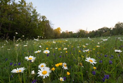 Daisy Wildflower Meadow with Forest Background