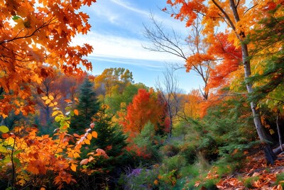 Vibrant Autumn Forest with Red Orange Leaves