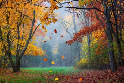 Autumn Forest with Falling Leaves