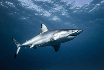 Blacktip shark swimming underwater