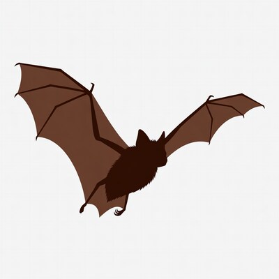 Flying bat silhouette illustration