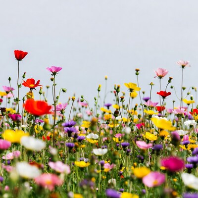 Colorful Wildflower Meadow Against Sky