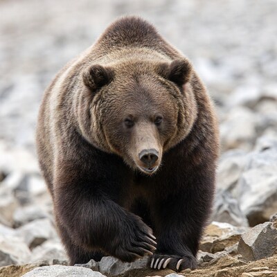 Grizzly bear standing on rocks
