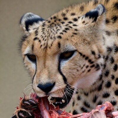 Cheetah eating raw meat