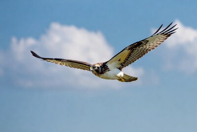 Red-tailed Hawk Flying in Sky