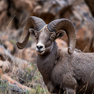 Bighorn sheep with large curved horns