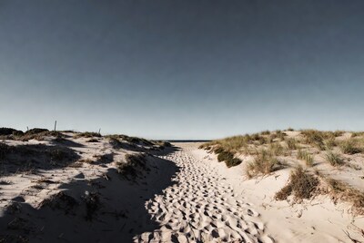 Footpath through sand dunes to ocean